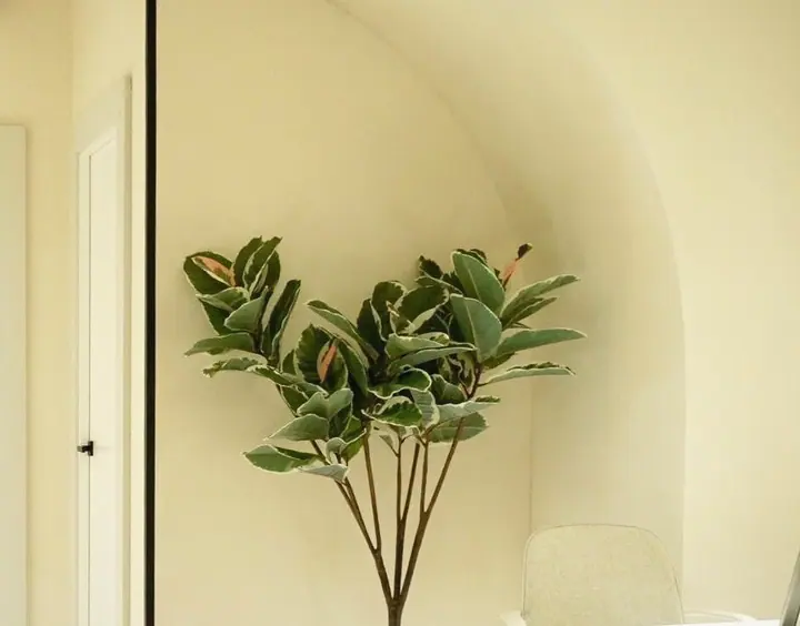 The barrel-vaulted ceiling of the consultation room, curving into the wall.